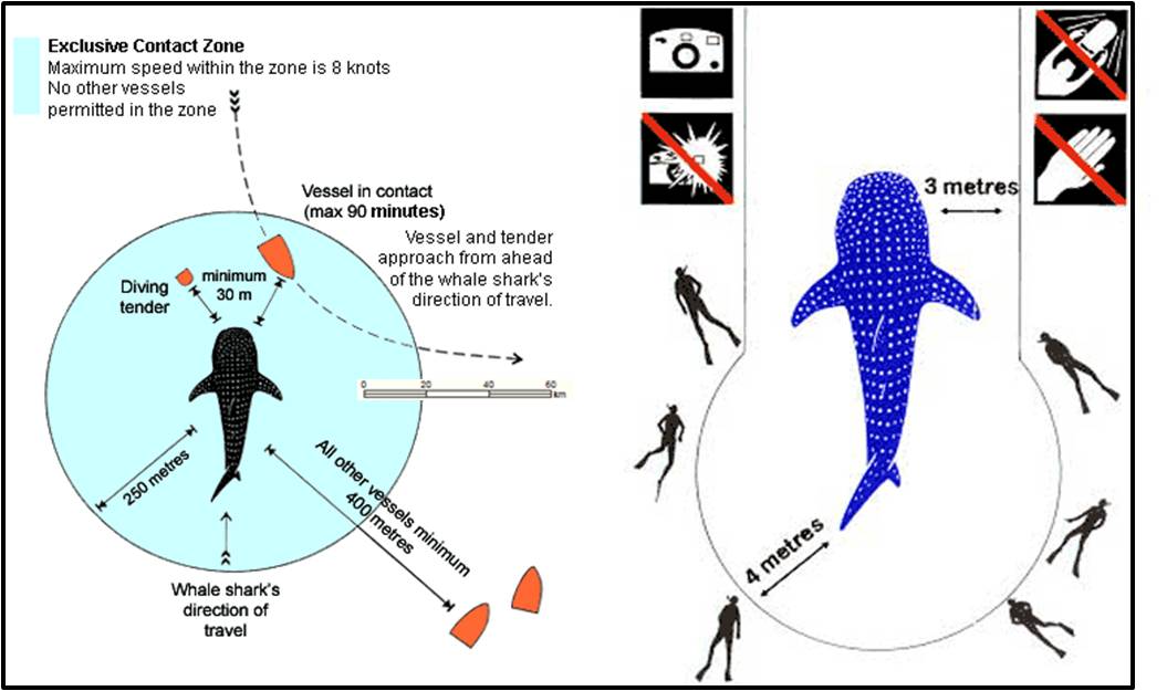 Ningaloo whale shark code of conduct
